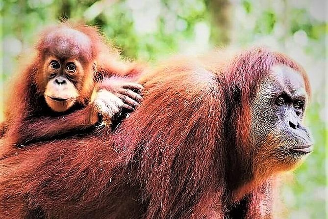 Monkey Business 2 Days - 1 Night Jungle Trekking (Including Rafting) - Accommodation and Meals