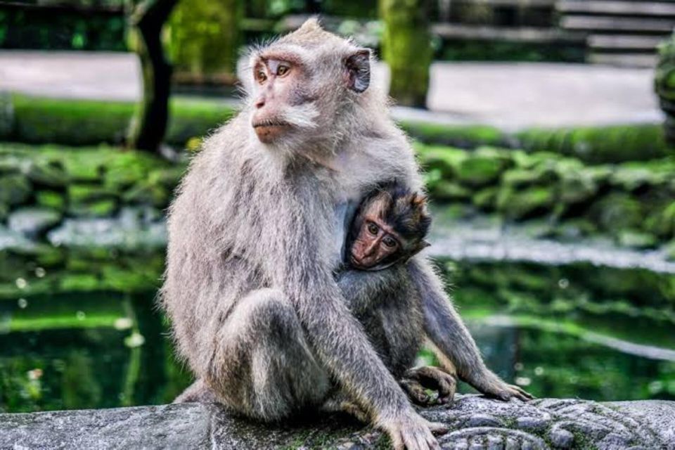 Monkey Forest, Rice Terrace, Water Temple & Waterfall Tour. - Monkey Forest