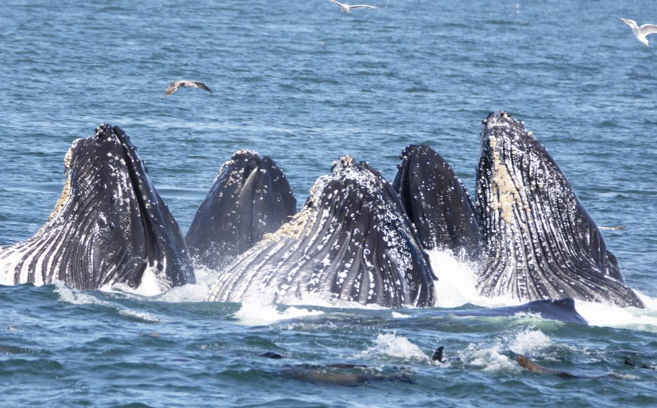 Monterey: Whale Watching Tour With a Marine Guide - Vessel and Seating