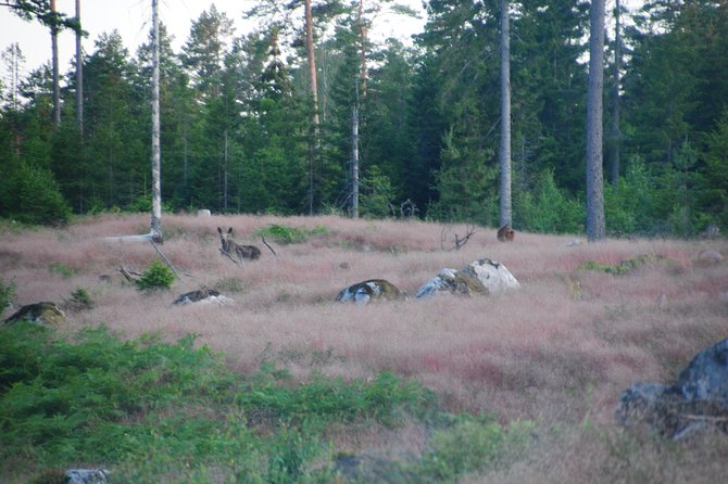 Moose Safari in the Wild Sweden Tiveden - Tiveden National Park Exploration