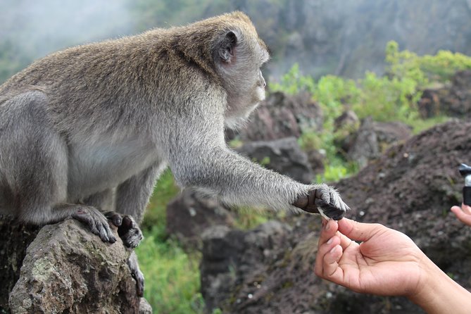 Mount Batur Sunrise Trekking - Activity Details