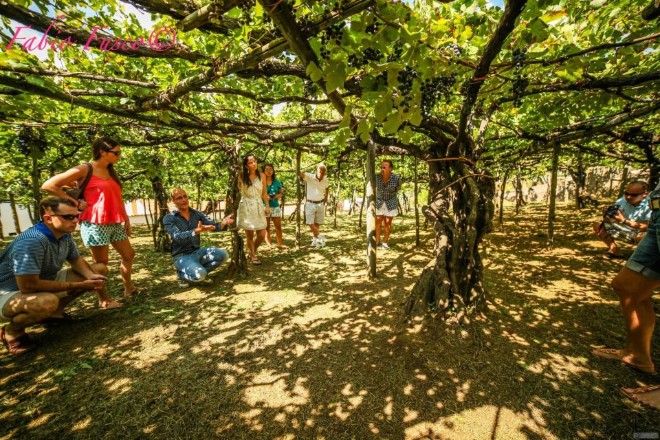 Mountains and Vineyards: the Secrets of the Coast in Calesse - Tintore: Uncovering Centuries-Old Traditions