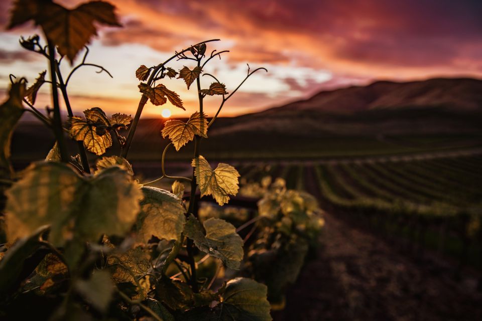 Napier: Art Deco Bike Ride and Wineries Loop - Customer Review