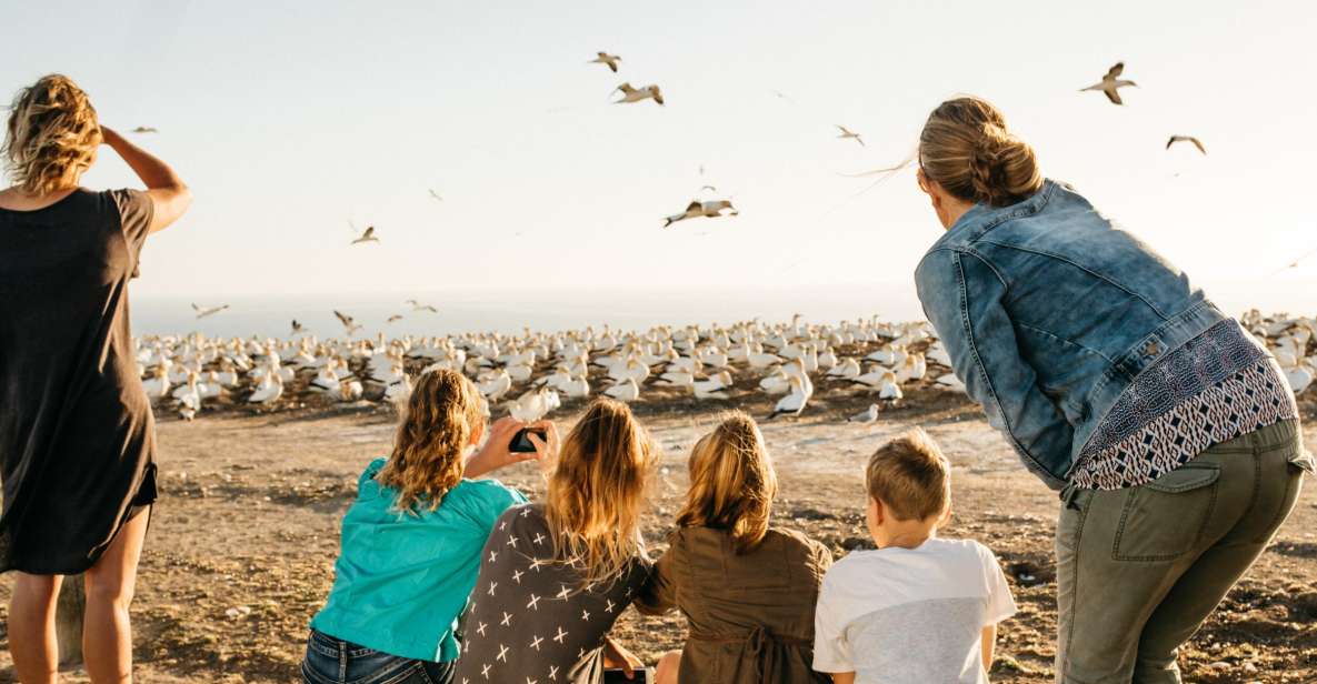 Napier: Cape Kidnappers Gannet, Nature & Sightseeing Tour - Tour Inclusions