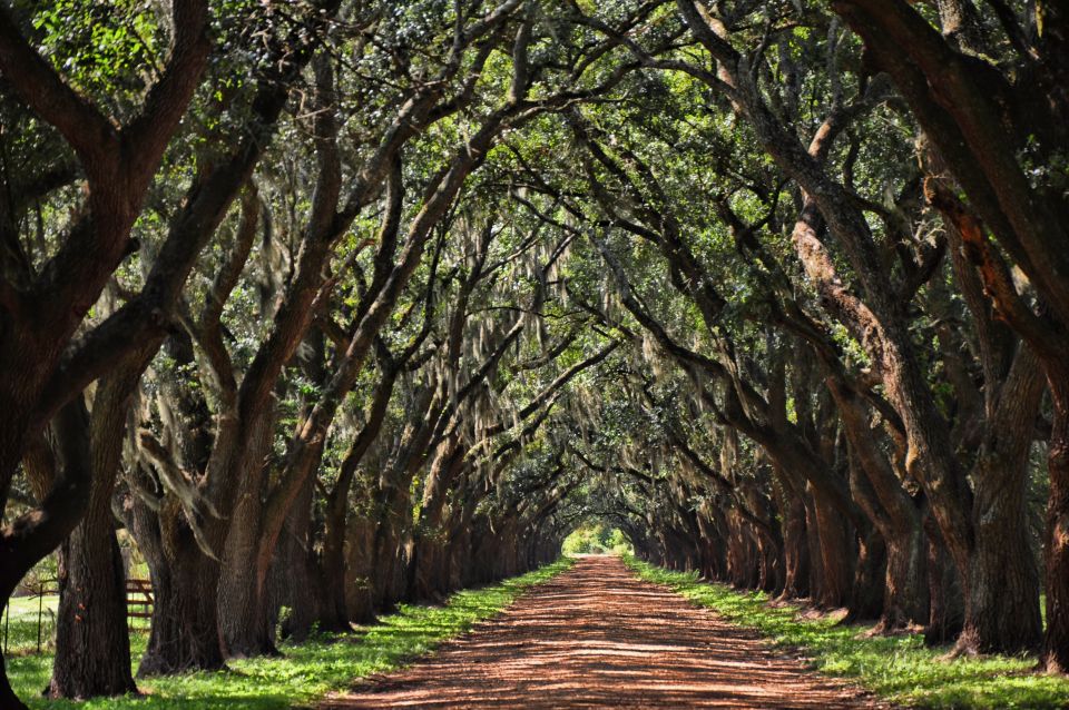 New Orleans: Destrehan Plantation, Houmas House & Lunch - Tour Activities