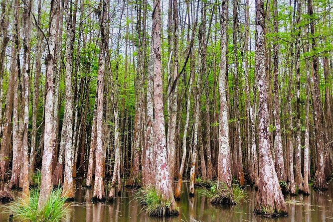 New Orleans Swamp and Bayou Boat Tour With Transportation - Experience