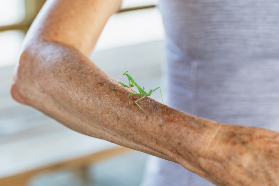 New Orleans: Swamp & Bayou Boat Tour With Transportation - Accessibility