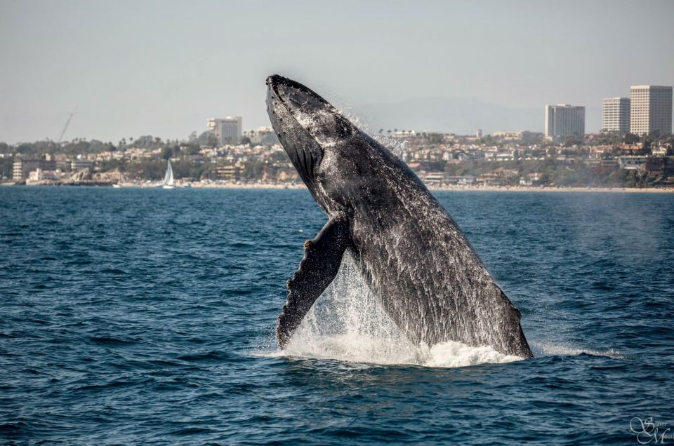 Newport Beach: Year-Round Whale Watching Cruise - Cruise Duration and Schedule