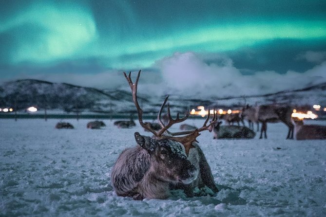 Night Reindeer Sledding With Camp Dinner and Chance of Northern Lights - Cancellation Policy