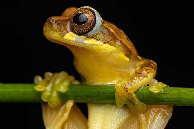 Night Tour Through the Tropical Forest at Tifakara - Guide Expertise and Insights