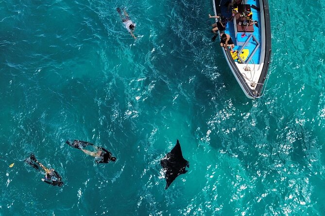 NNUSA Penida: Snorkeling at 2 - 4 Spots, Manta Point or Manta Bay - Inclusions of the Tour