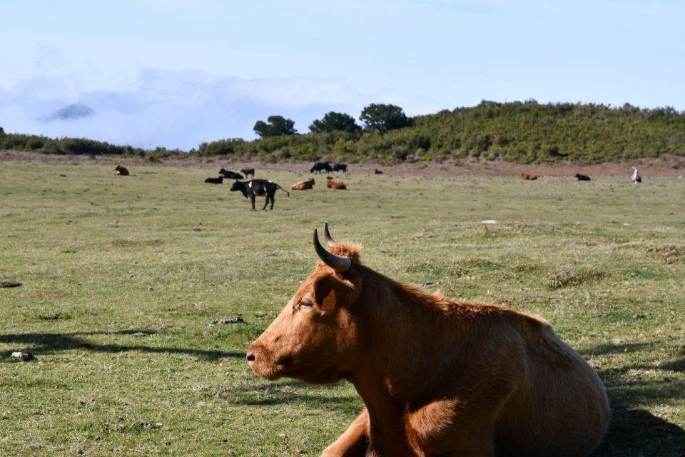 Norwest Tour- Fanal, Achadas Da Cruz and Porto Moniz - Itinerary