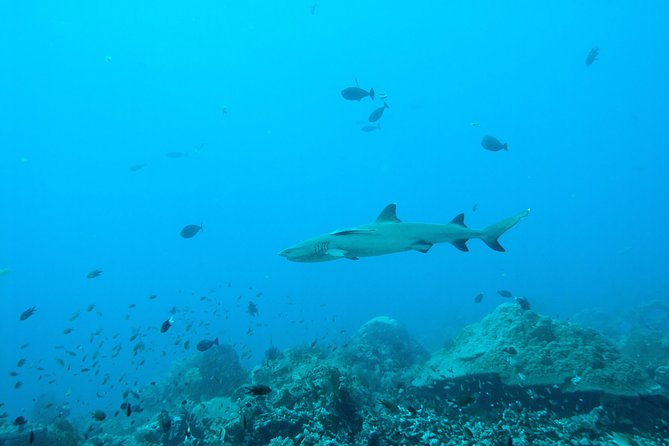 Nusa Penida Two Dives Trip for Certified Divers - Certification and Fitness Level