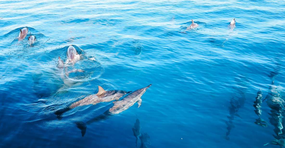 Oahu: Dolphin Watch, Turtle Snorkel, Waterslide Activities, - Included Experiences and Amenities