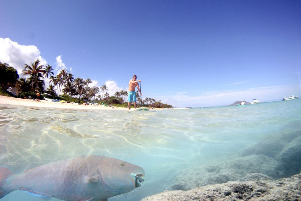 Oahu: Kailua Stand Up Paddle Board Lesson - Complimentary Hotel Pickup