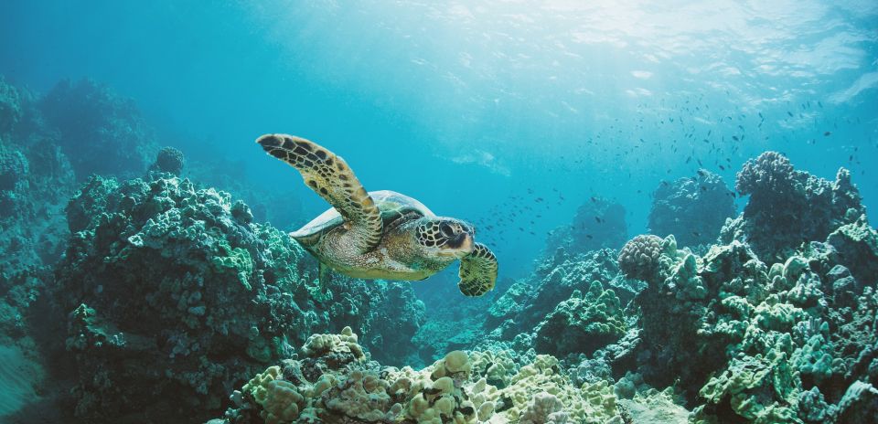 Oahu: Turtle Canyon Snorkeling Boat Tour - Highlights of the Experience