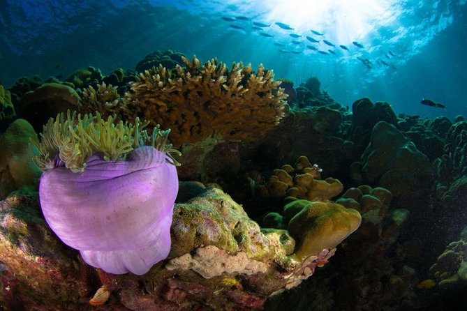 Open Water Diver Course - Duration and Location