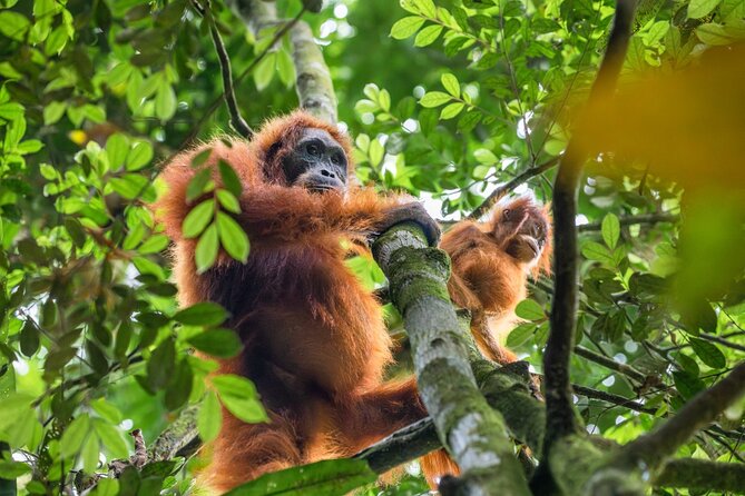 Orangutan Jungle Trek: 3 Day Adventure in Bukit Lawang, Sumatra - Cancellation and Refund Policy