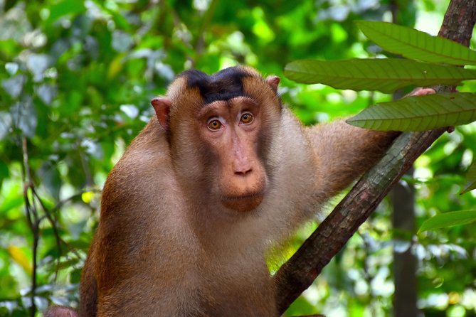 ORANGUTAN TREK (2D/1N) by EcoTravel Bukit Lawang - Meeting and Pickup Details