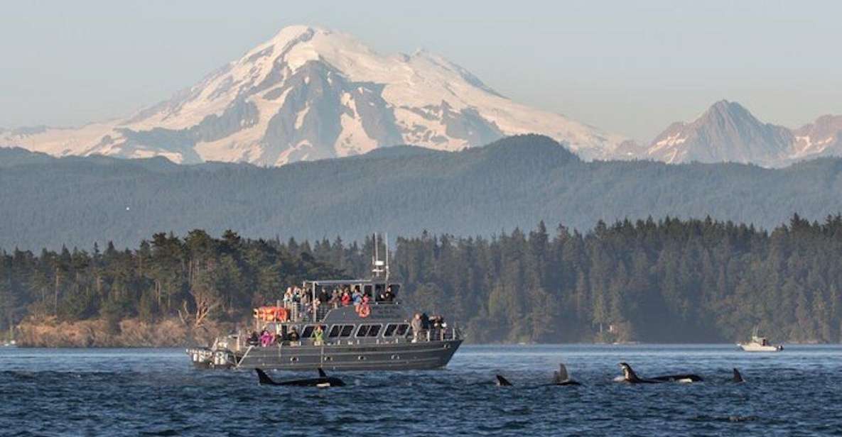 Orcas Island: Whale and Orca Guided Speedboat Tour - Types of Whales Encountered