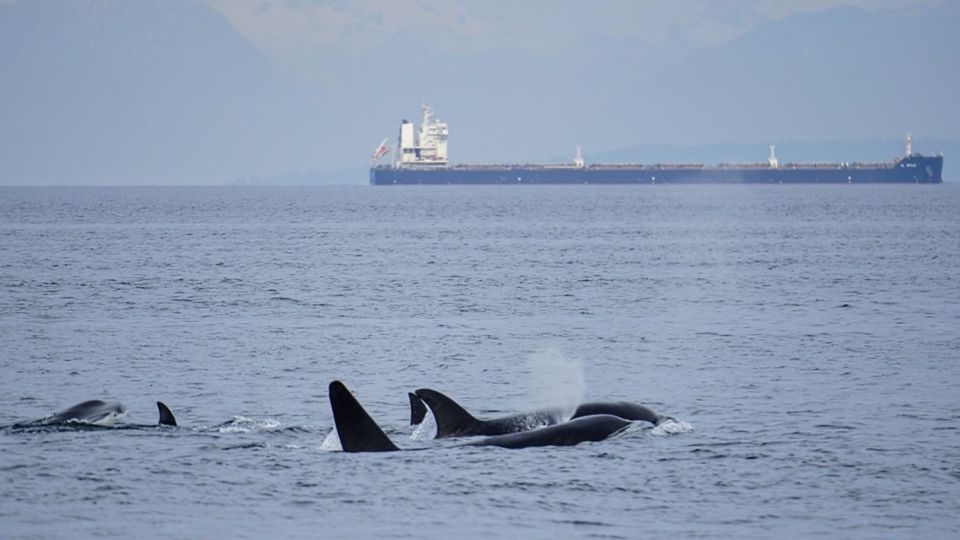 Orcas Island: Whale and Orca Guided Speedboat Tour - Wildlife Encounters