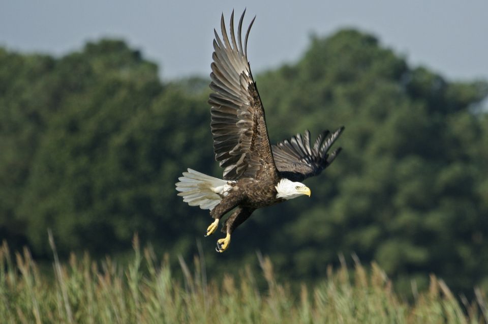 Orlando: Airboat Safari With Transportation - Airboat Ride Experience