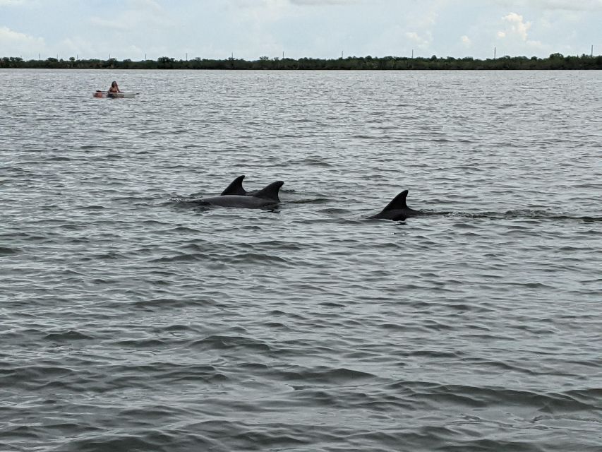 Orlando: Dolphin Clear Kayak or Paddle Board Adventure - Pricing and Reservations