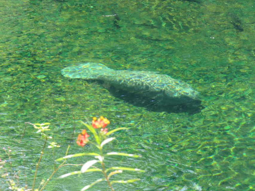 Orlando: Small Group Manatee Discovery Kayak Tour - Meeting Point and Directions