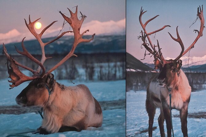 Overnight Stay With Reindeer Sledding & Feeding - Lavvu Accommodations