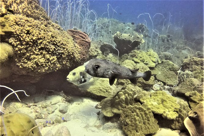 PADI Discover Scuba Dive Experience - Safety and Certification