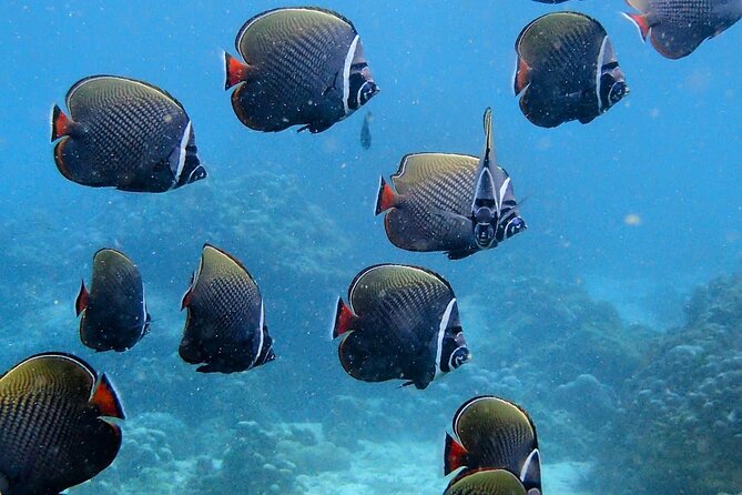 PADI Discover Scuba Diving for Beginners (Non Certified Divers) - Restrictions and Warnings