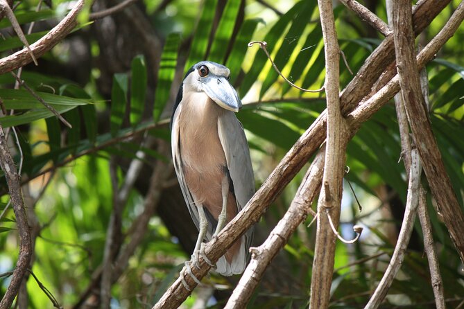 Palo Verde Boat Tours, Ortega - Customer Experiences