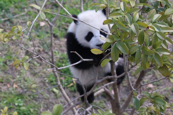 Panda Tour Chengdu Base Dujingyan Center Option Panda Volunteer - Interact With Black and White Bears