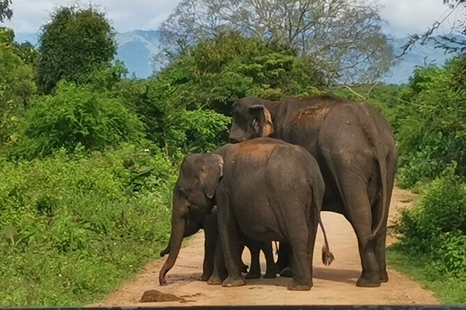 Paradise Ella/Arugambay Tourvisit or Without(Udawalawe/Yala)Tour - Meeting and End Points