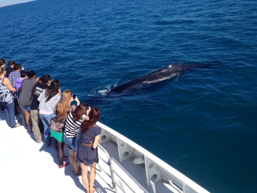 Perth: Whale Watching Cruise From Hillarys Boat Harbor - Logistics