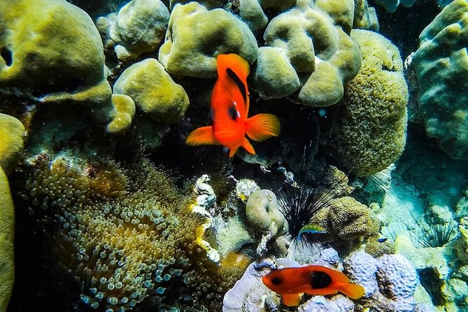Phi Phi Full Day Tour - Small Group 15 Pax From Krabi - Speedboat Transportation