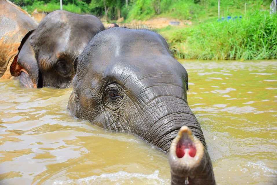 Phuket: Elephant Save & Care Program Tour - Interacting With Elephants