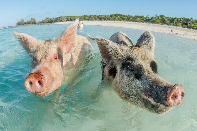 Pig Island Experience By Speed Boat, Snorkeling, Kayaking Relaxing on the Beach - Guest Experiences