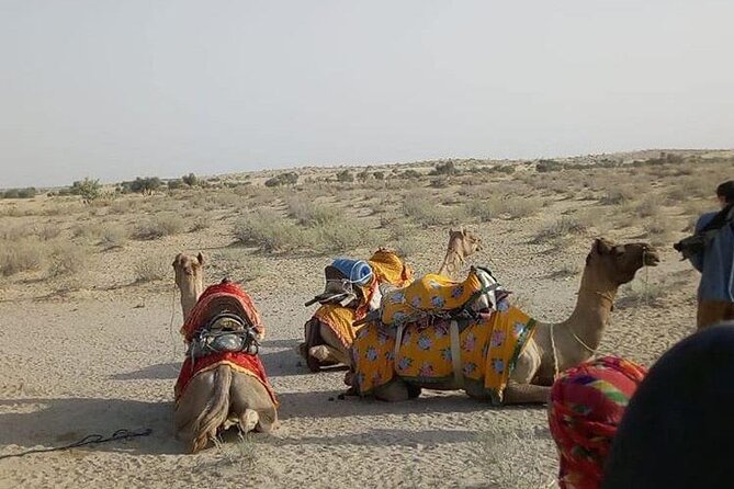 Pleasant Non-Touristic Overnight Camel Safari (From 2:00 PM to Approx. 10:30AM) - Cancellation and Refund Policy