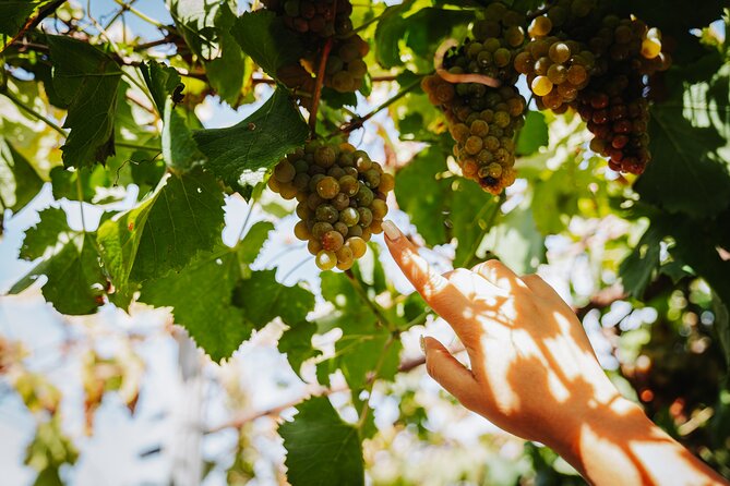 Pompeii Guided and Trip to Two Wineries With Lunch - Lacryma Christi Wine Tasting
