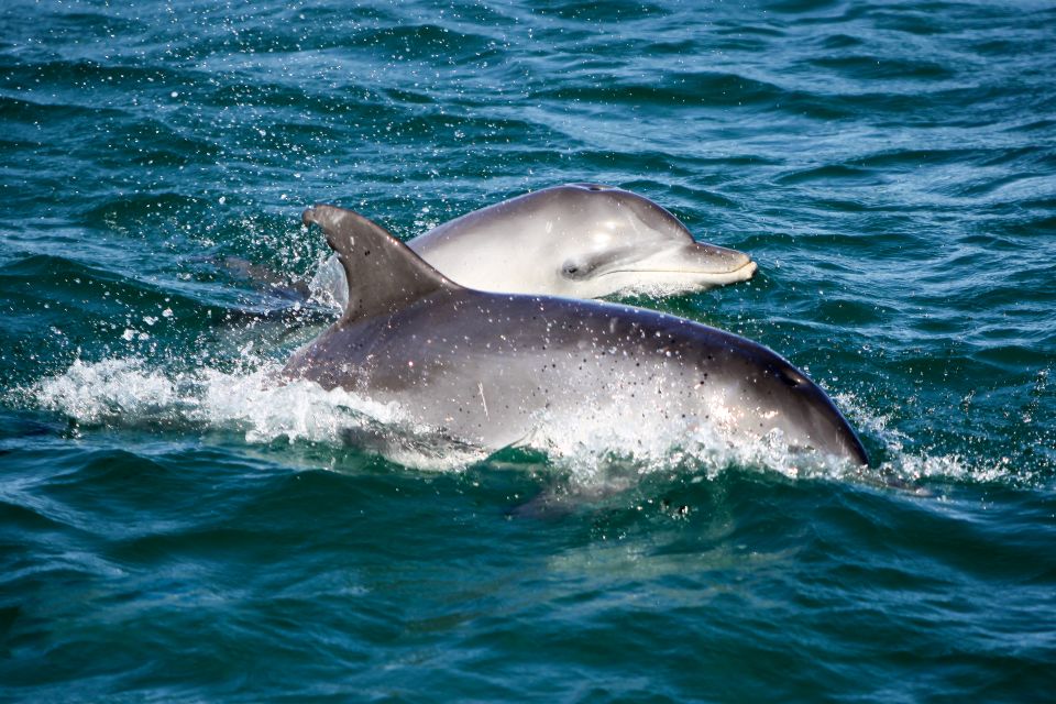 Port Stephens: Dolphin Watching Cruise - Experience Overview