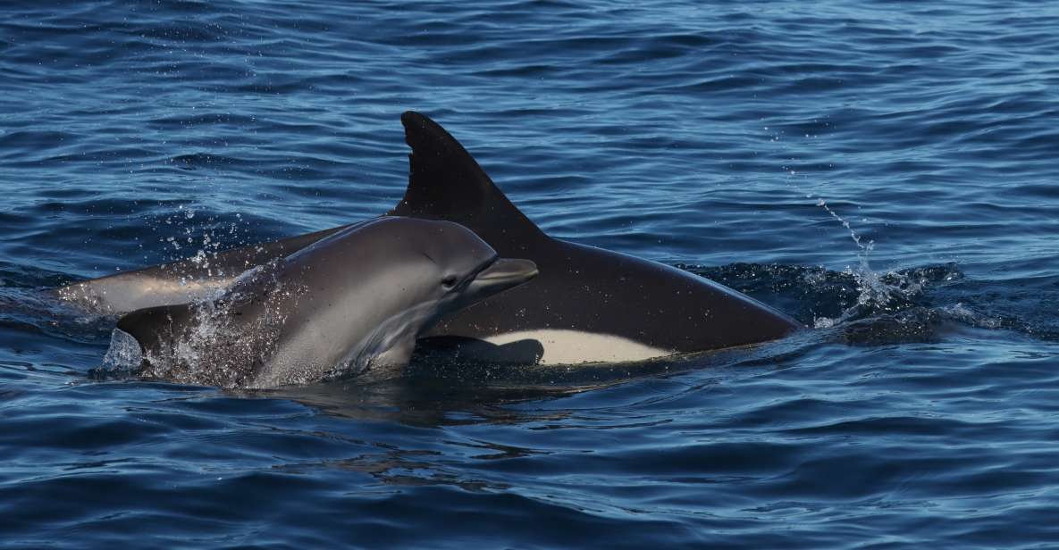 Portimão: Dolphin Watch & Benagil Caves With Biologist Guide - Inclusions