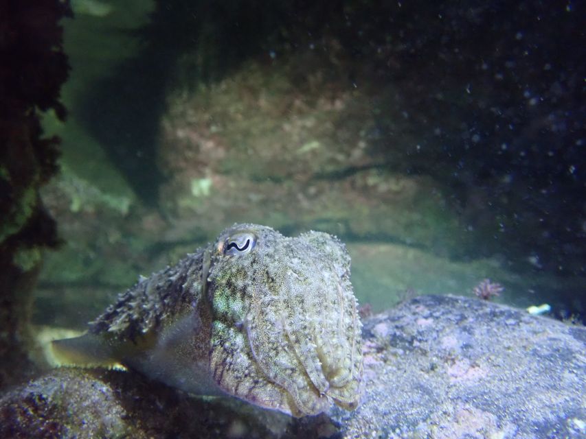 Porto Santo: Private Night Snorkeling Tour - Highlights