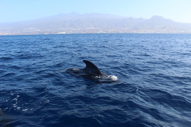 Private Charter in Tenerife South Max 7 People - Accessibility and Accommodations