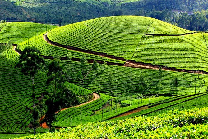 Private Day Trip to Munnar From Kochi (Cochin) - Itinerary Details