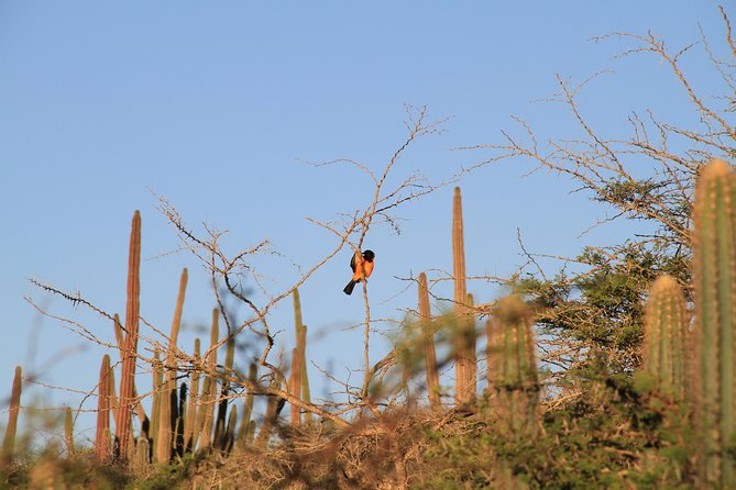 Private Excursion to Arubas Highest Point & Pristine Coral Reef - Cancellation Policy