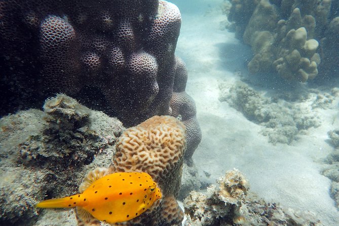 Private Half-Day Blue Dragon Yacht for Snorkeling Koh Tan & Visit Pig Island - Snorkeling on the Tropical Reef