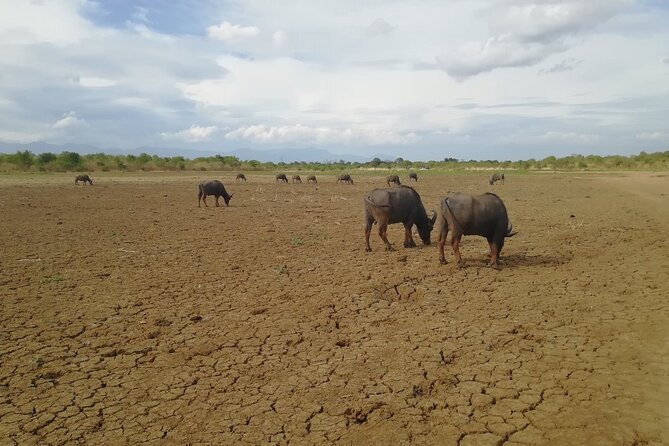 Private Half Day Safari in Udawalawe National Park - Pricing Structure and Cancellation