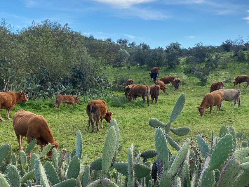 Private Road Trip, Eastern Algarve: History & Magical Nature - Authentic Algarve Adventure