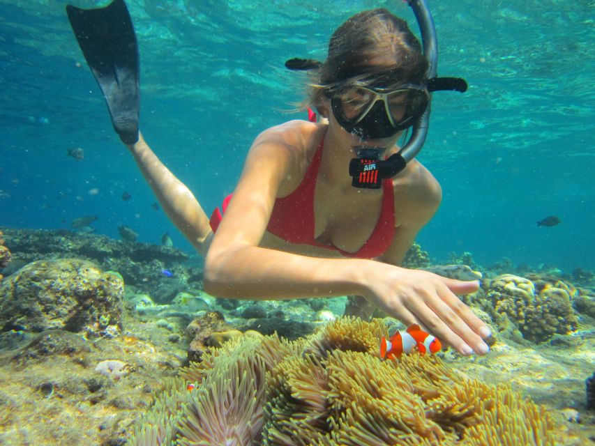 Private Snorkeling Family or Group at Menjangan Island - Highlights